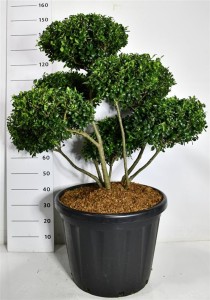 Ilex crenata 'Hetzii'