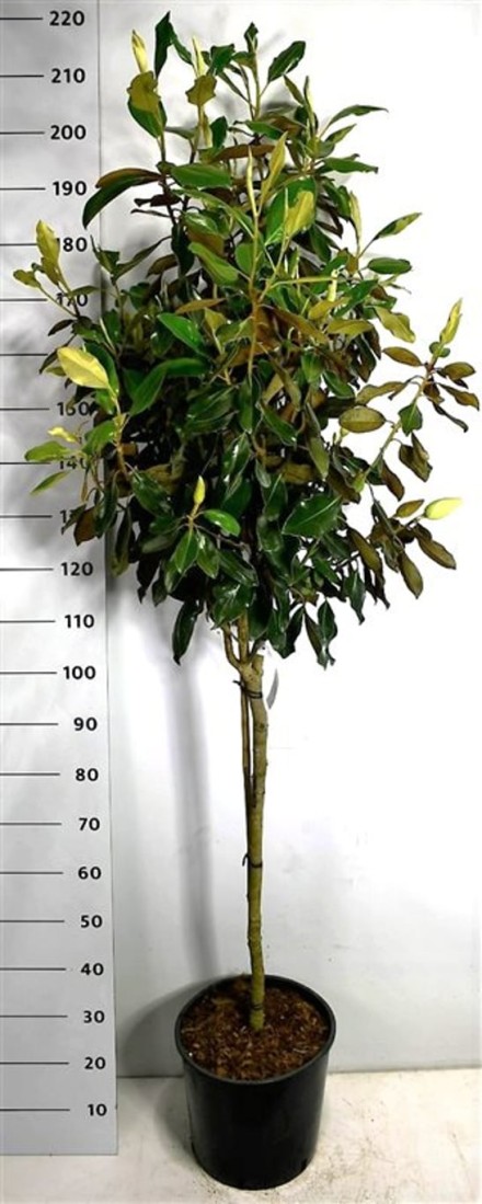 Magnolia grand. 'Little Gem'