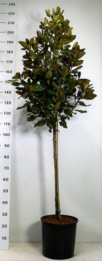 Magnolia grand. 'Little Gem'