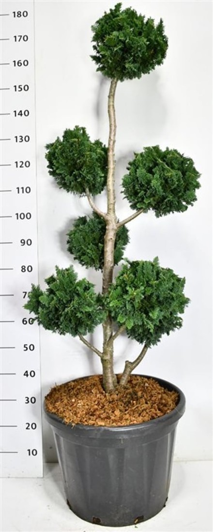 Chamaecyparis l. 'Wisselii'