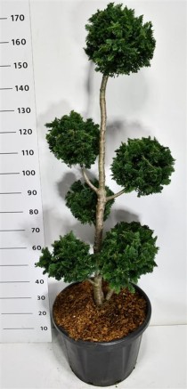 Chamaecyparis l. 'Wisselii'