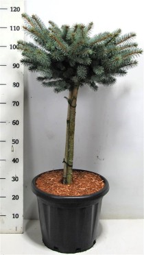 Picea pungens 'Glauca Globosa'