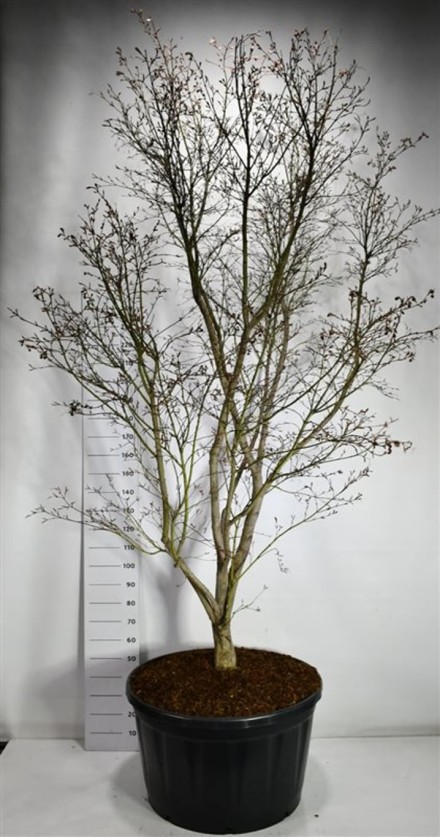 Acer pal. 'Masu-kagami'