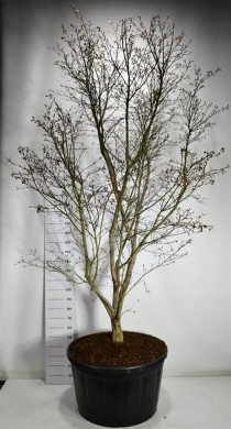 Acer pal. 'Masu-kagami'