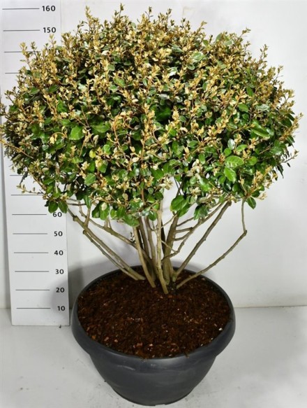 Elaeagnus ebbingei