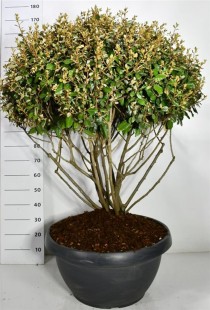 Elaeagnus ebbingei