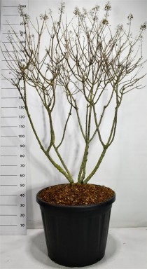 Hydrangea pan. 'Polar Bear'