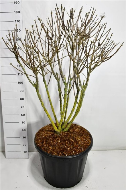 Hydrangea pan. 'Silver Dollar'