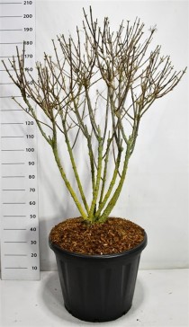 Hydrangea pan. 'Silver Dollar'