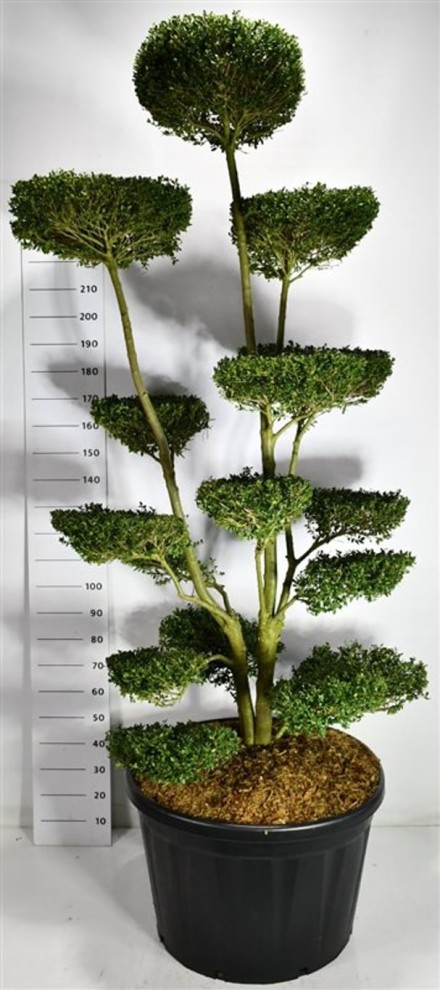 Ilex crenata 