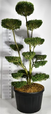 Ilex crenata 
