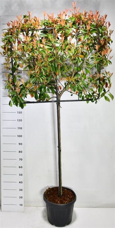 Photinia fraseri 'Little Red Robin'