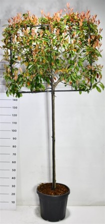 Photinia fraseri 'Little Red Robin'