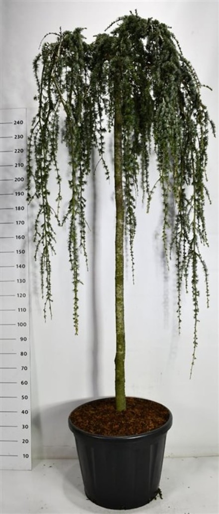 Cedrus atl. 'Glauca Pendula'