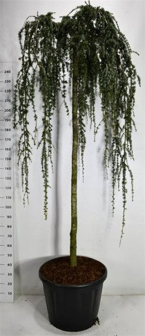 Cedrus atl. 'Glauca Pendula'