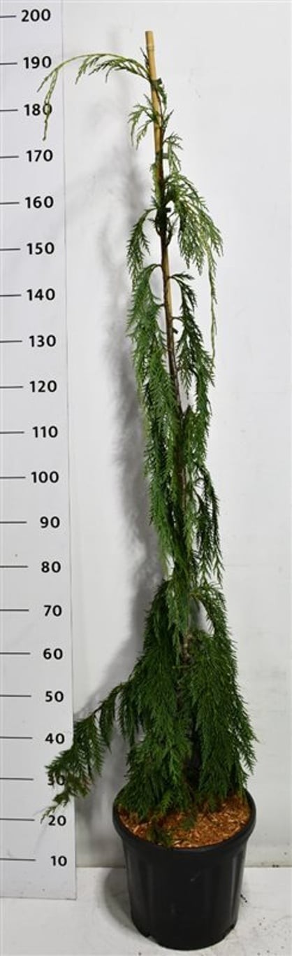 Chamaecyparis n. 'Moonshot'