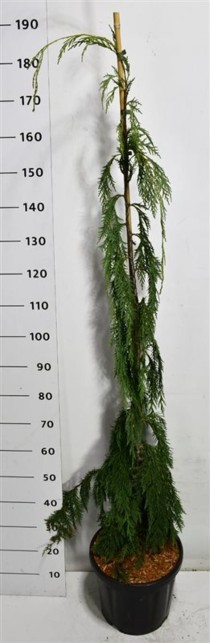 Chamaecyparis n. 'Moonshot'