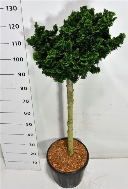 Chamaecyparis o. 'Nana Gracilis'