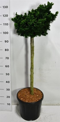 Chamaecyparis o. 'Nana Gracilis'