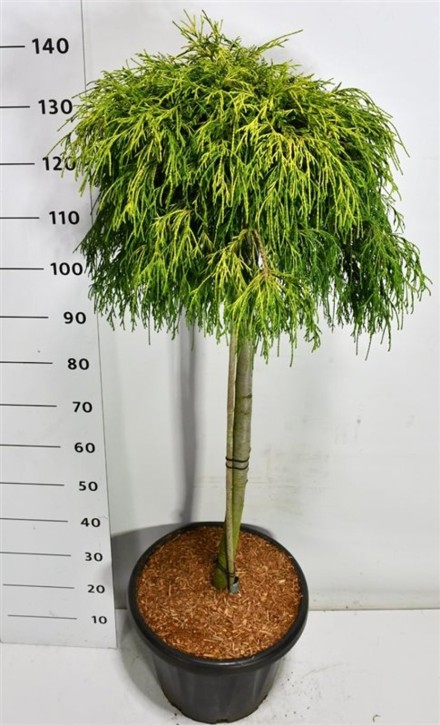 Chamaecyparis p. 'Sungold'