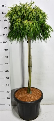 Chamaecyparis p. 'Sungold'