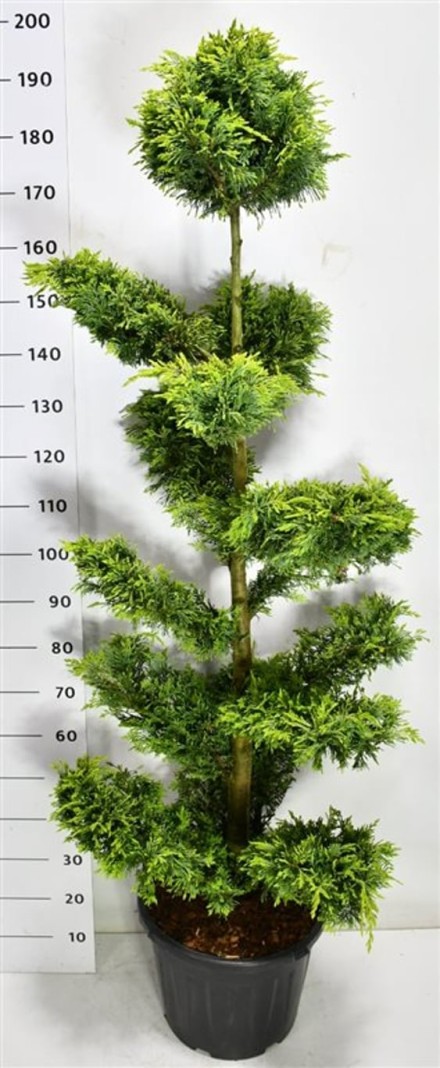 Cupressocyparis l. 'Gold Rider'