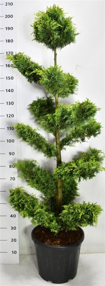 Cupressocyparis l. 'Gold Rider'