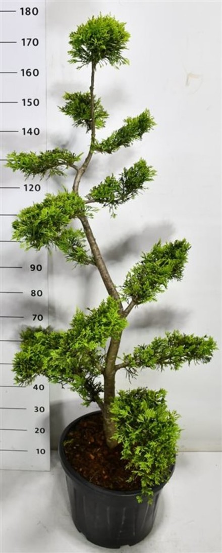 Cupressocyparis l. 'Gold Rider'