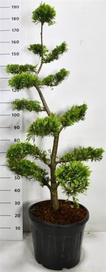 Cupressocyparis l. 'Gold Rider'