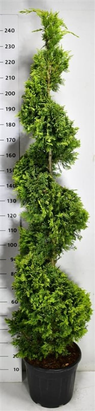 Cupressocyparis l. 'Gold Rider'