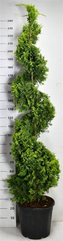 Cupressocyparis l. 'Gold Rider'