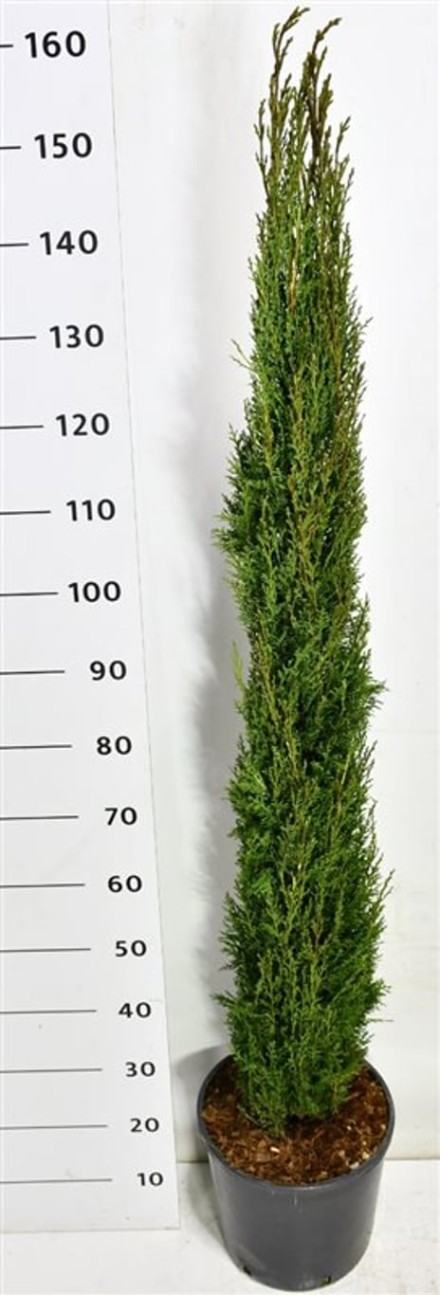 Cupressus semp. 'Totem'