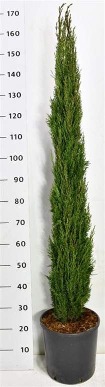 Cupressus semp. 'Totem'