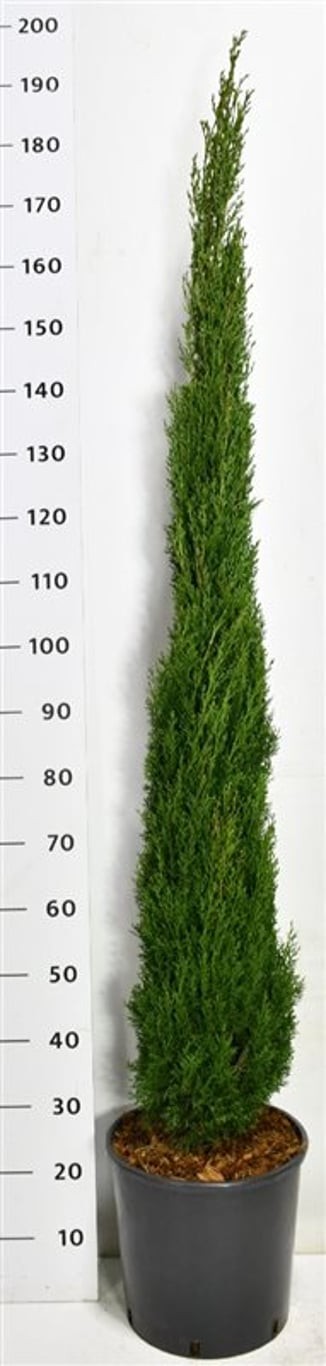 Cupressus semp. 'Totem'