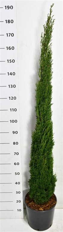 Cupressus semp. 'Totem'