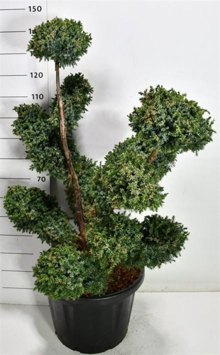 Juniperus chin. 'Blue Alps'