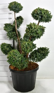 Juniperus chin. 'Blue Alps'