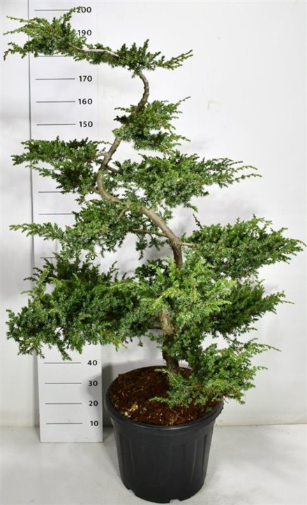 Juniperus conferta 'Schlager'