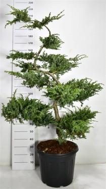 Juniperus conferta 'Schlager'