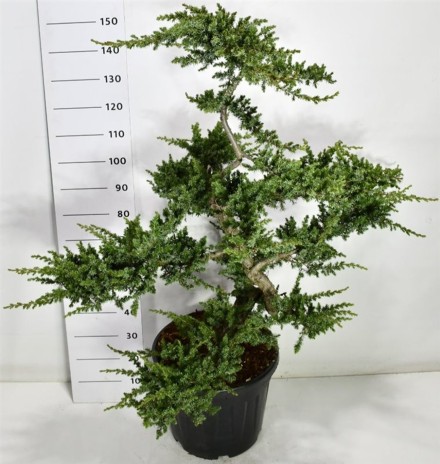 Juniperus conferta 'Schlager'