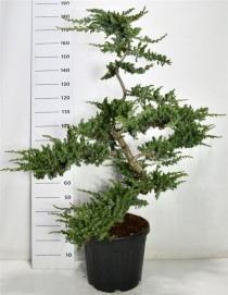 Juniperus conferta 'Schlager'