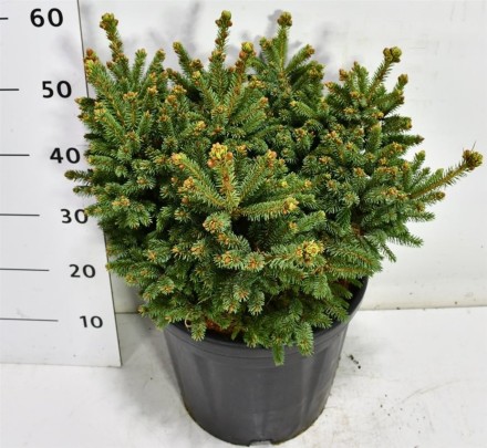 Picea glauca 