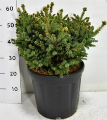 Picea glauca 