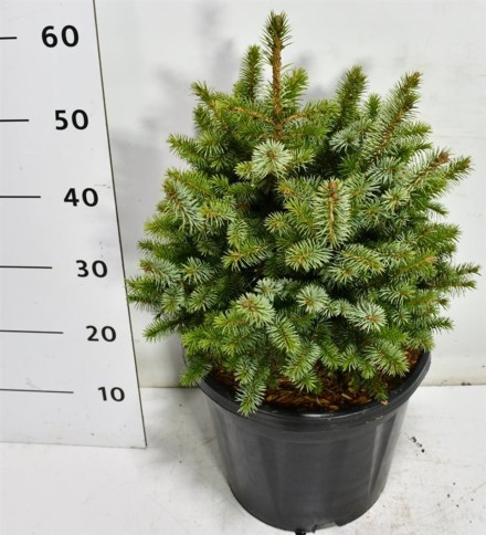 Picea sitchensis 'Tenas'