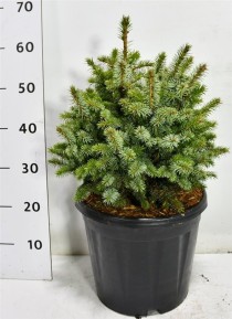 Picea sitchensis 'Tenas'