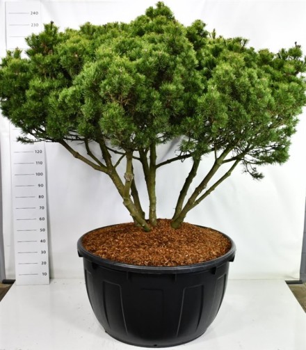 Pinus mugo 'Mops'