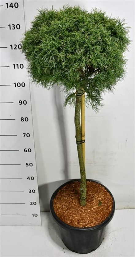 Pinus strobus 'Green Twist'