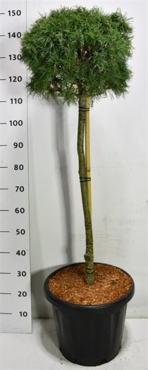 Pinus strobus 'Green Twist'