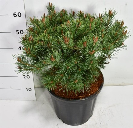 Pinus sylv. 'Martham'