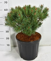 Pinus sylv. 'Martham'